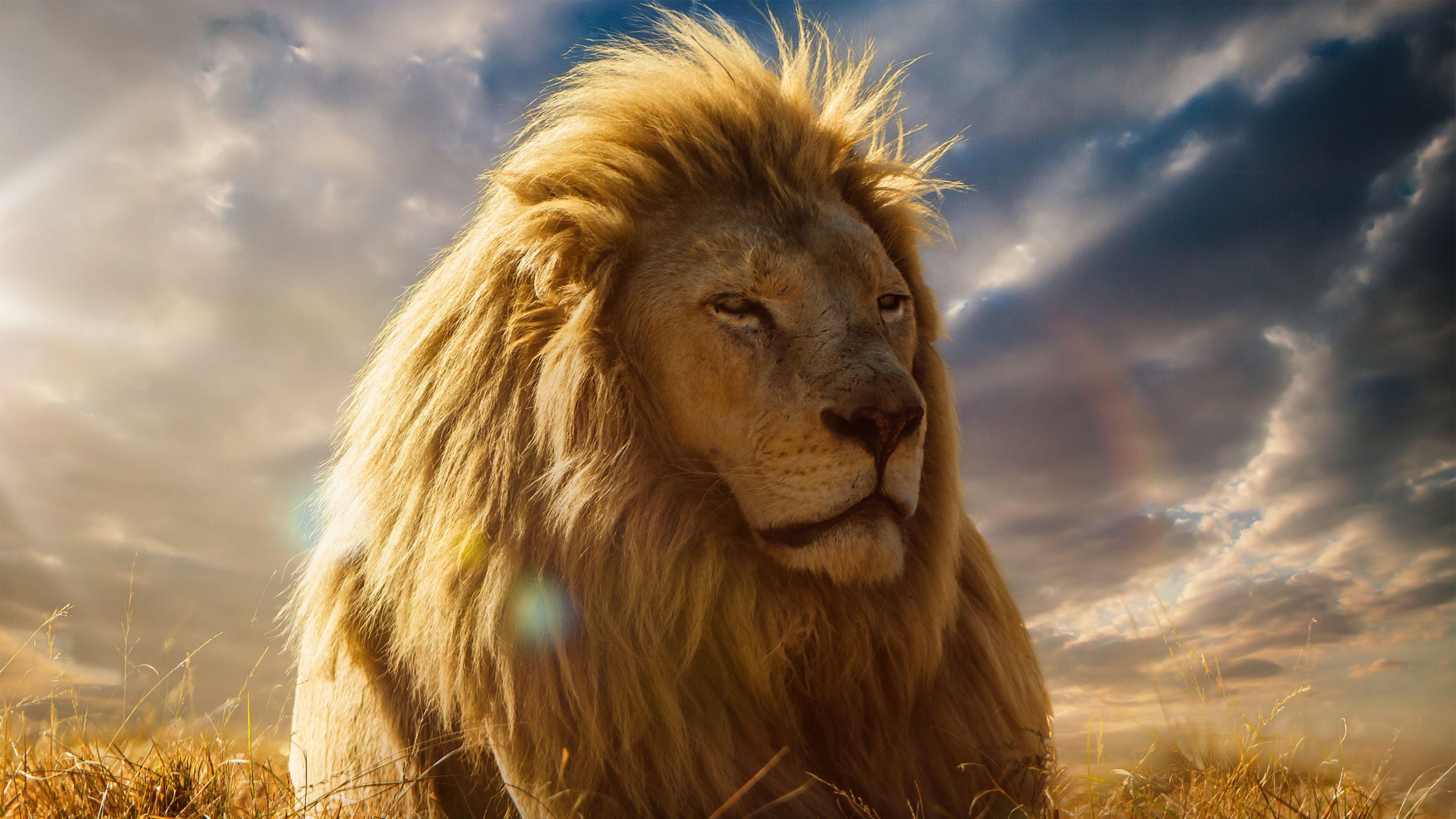 Lion King 4k Wallpaper Top Background