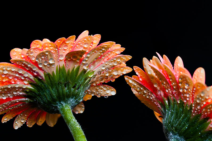 Flower Plant Beautiful Background Sophisticate Nice Nature