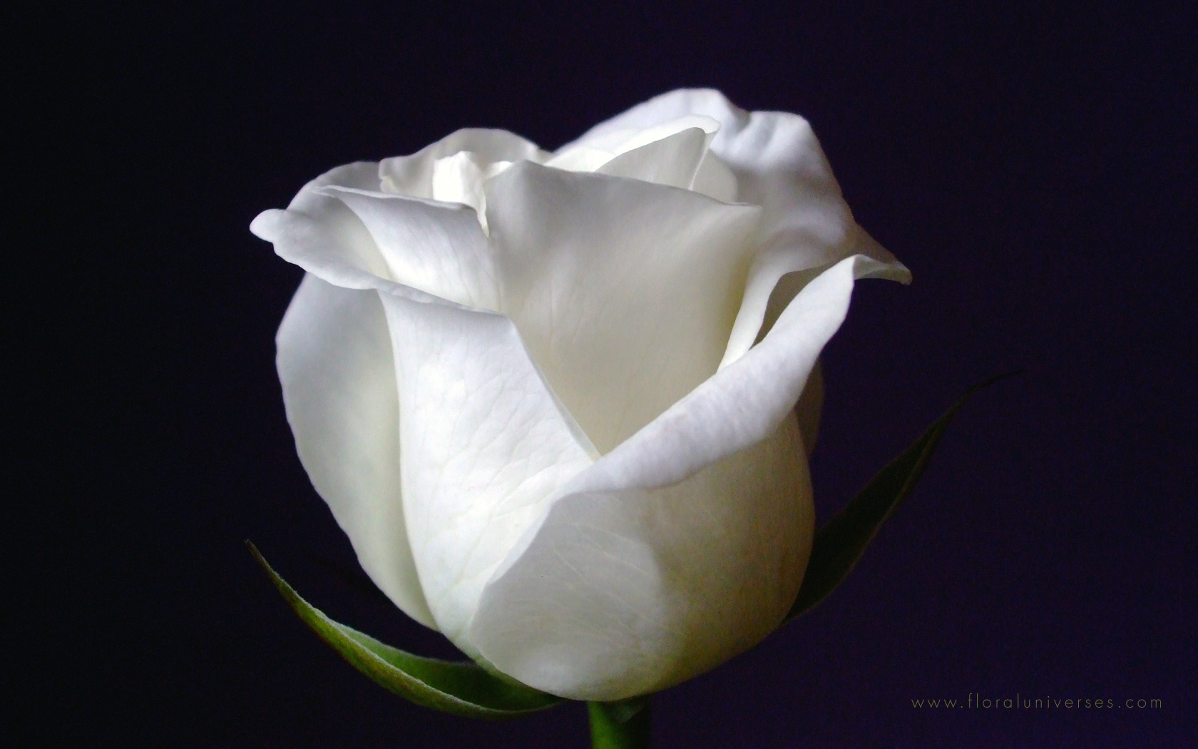 Free Download White Rose Wallpapers White Rose Stock Photos 1680x1050