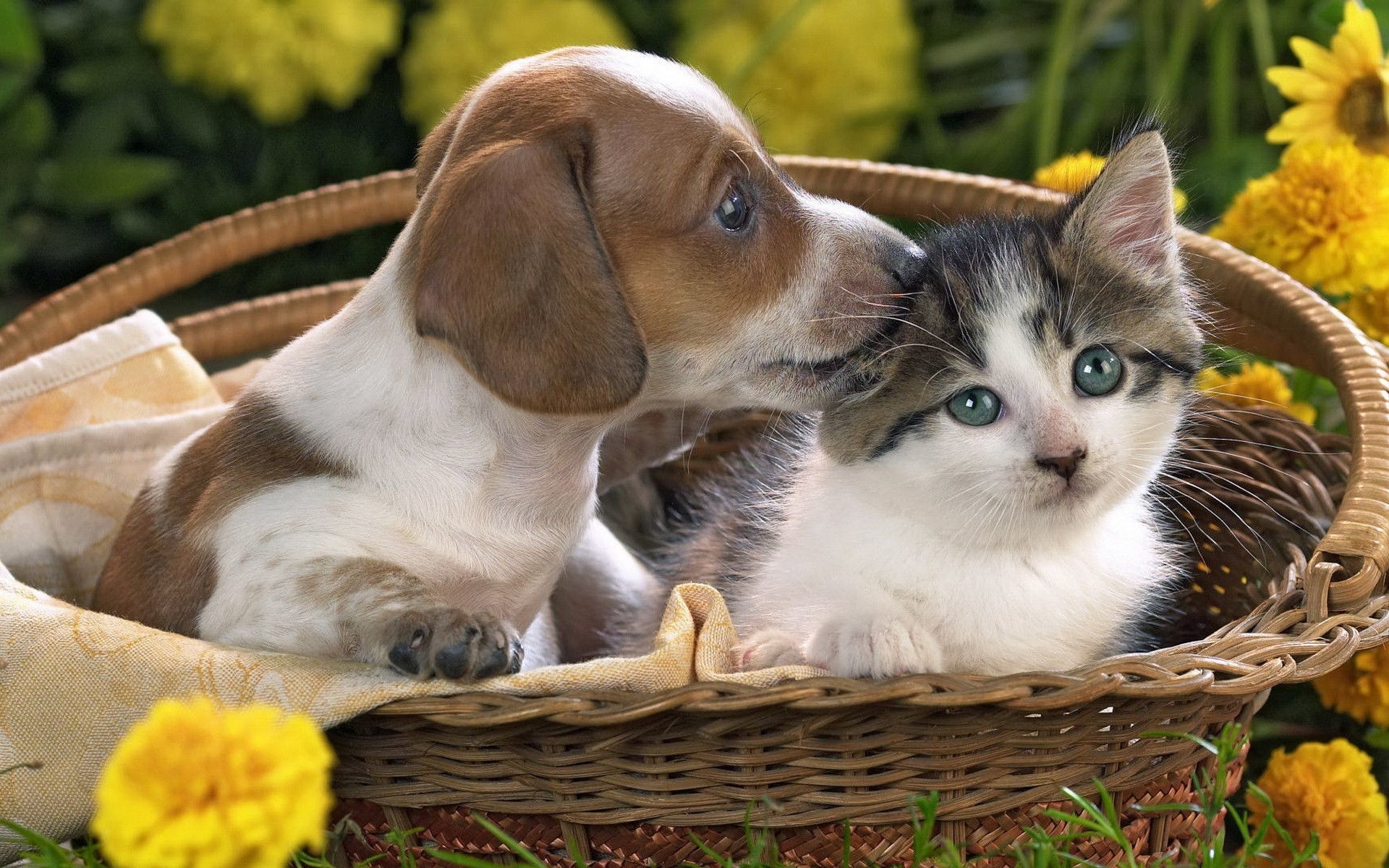 A brown and white puppy gently nuzzles a white and grey kitten inside a wicker basket. The basket has a light yellow cloth inside and is surrounded by colorful flowers