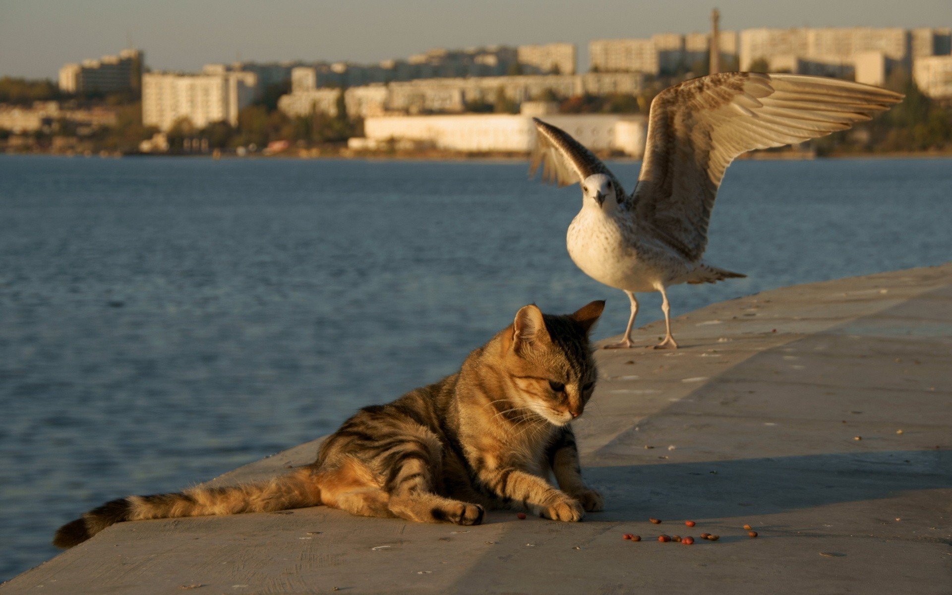 Seagull And The Cat On Shore Wallpaper Image