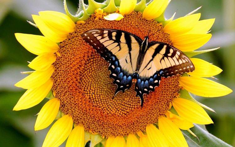 Butterfly On Sunflowers Wallpaper