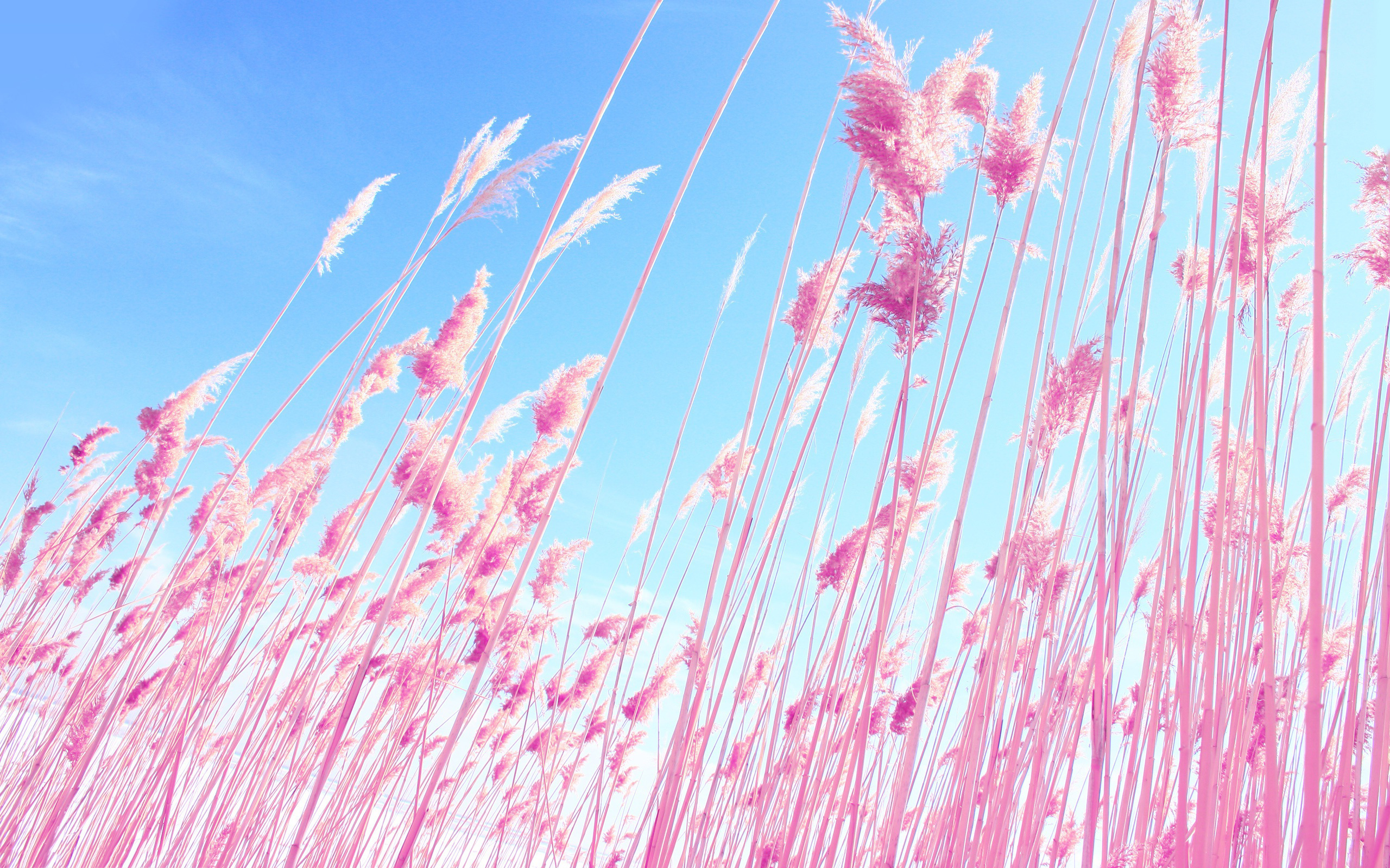 File Name Pink Nature Wallpaper 2560x1600
