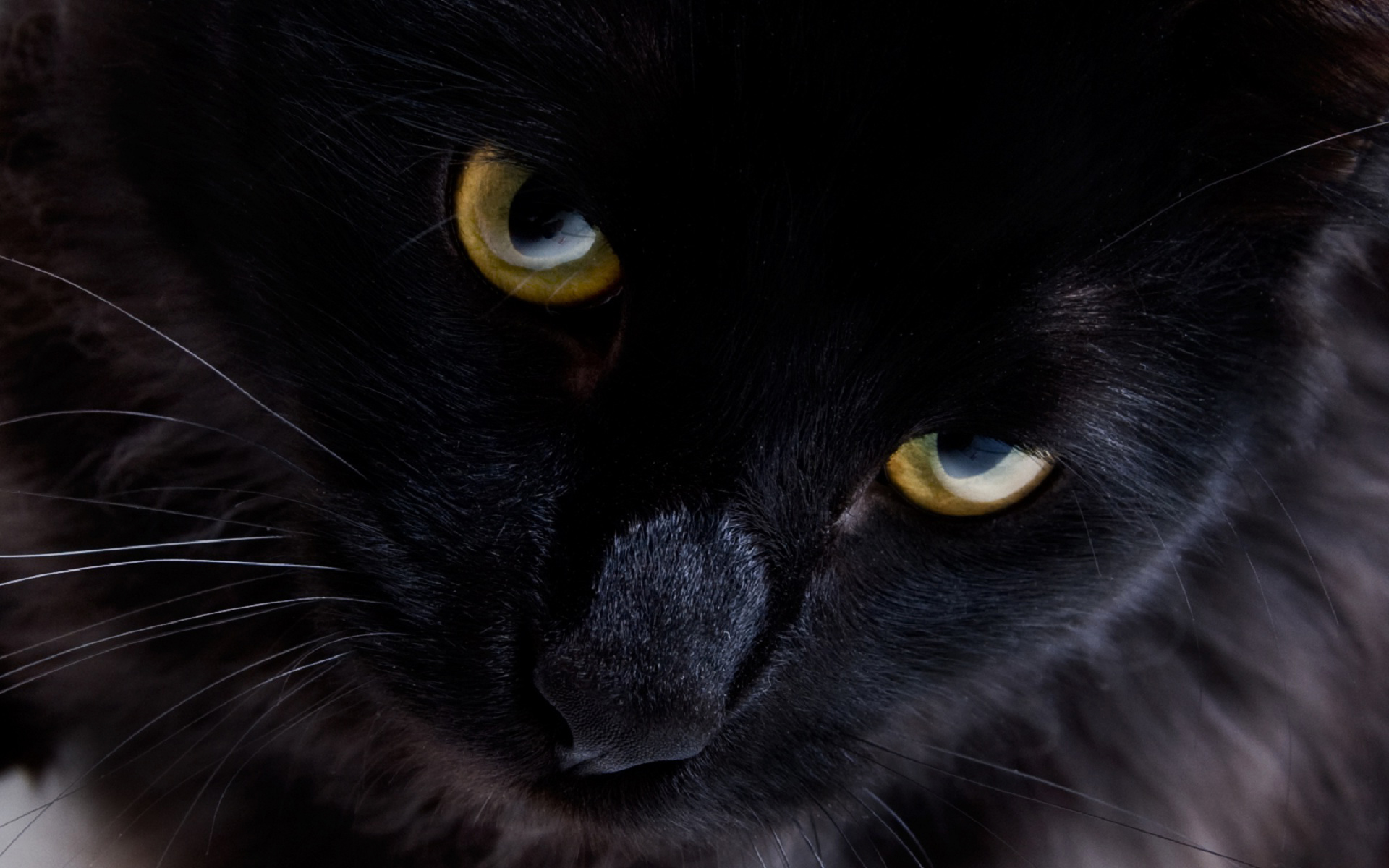 Persian black cat 6956678
