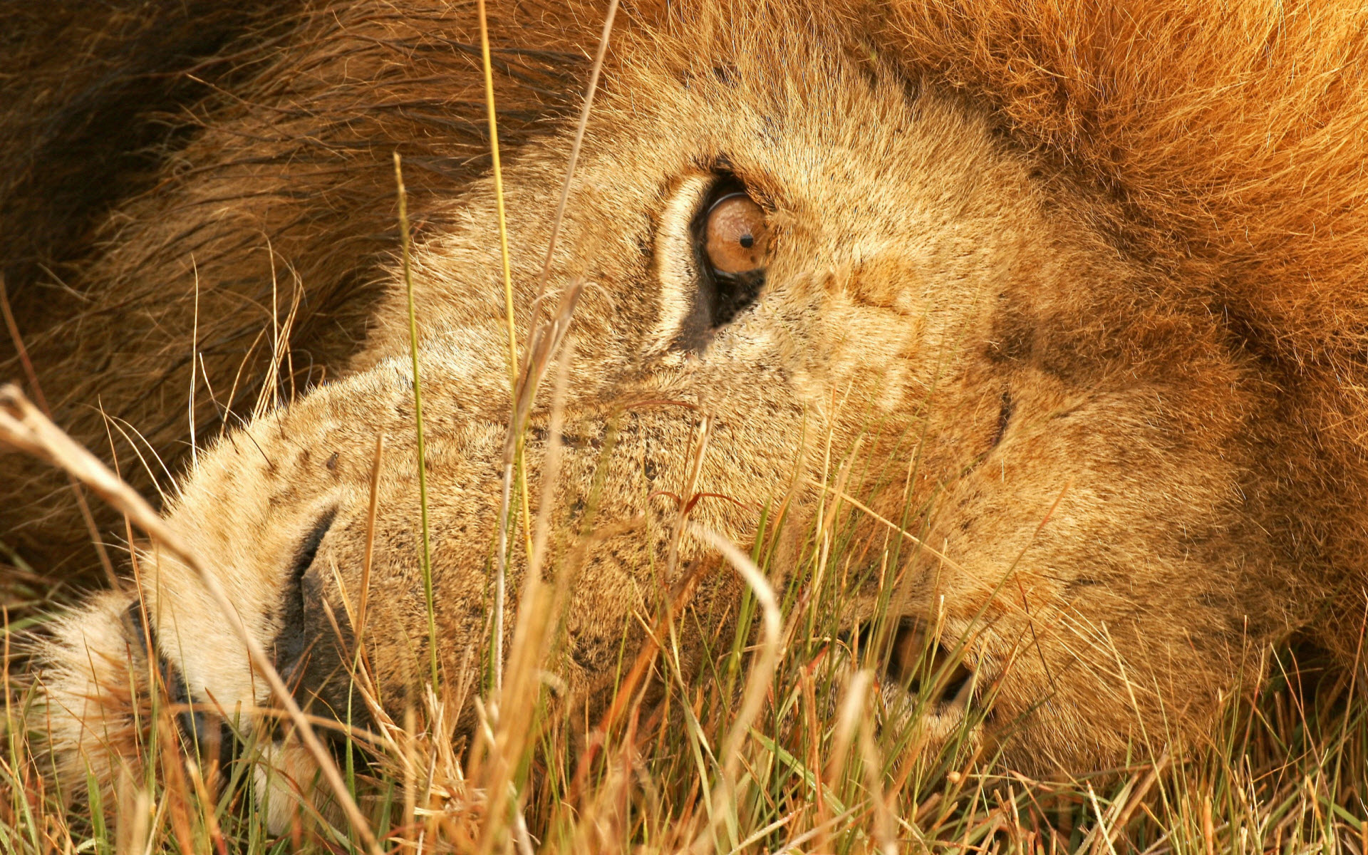 Masa St Aslan Resimleri HD Lion Wallpaper Rooteto