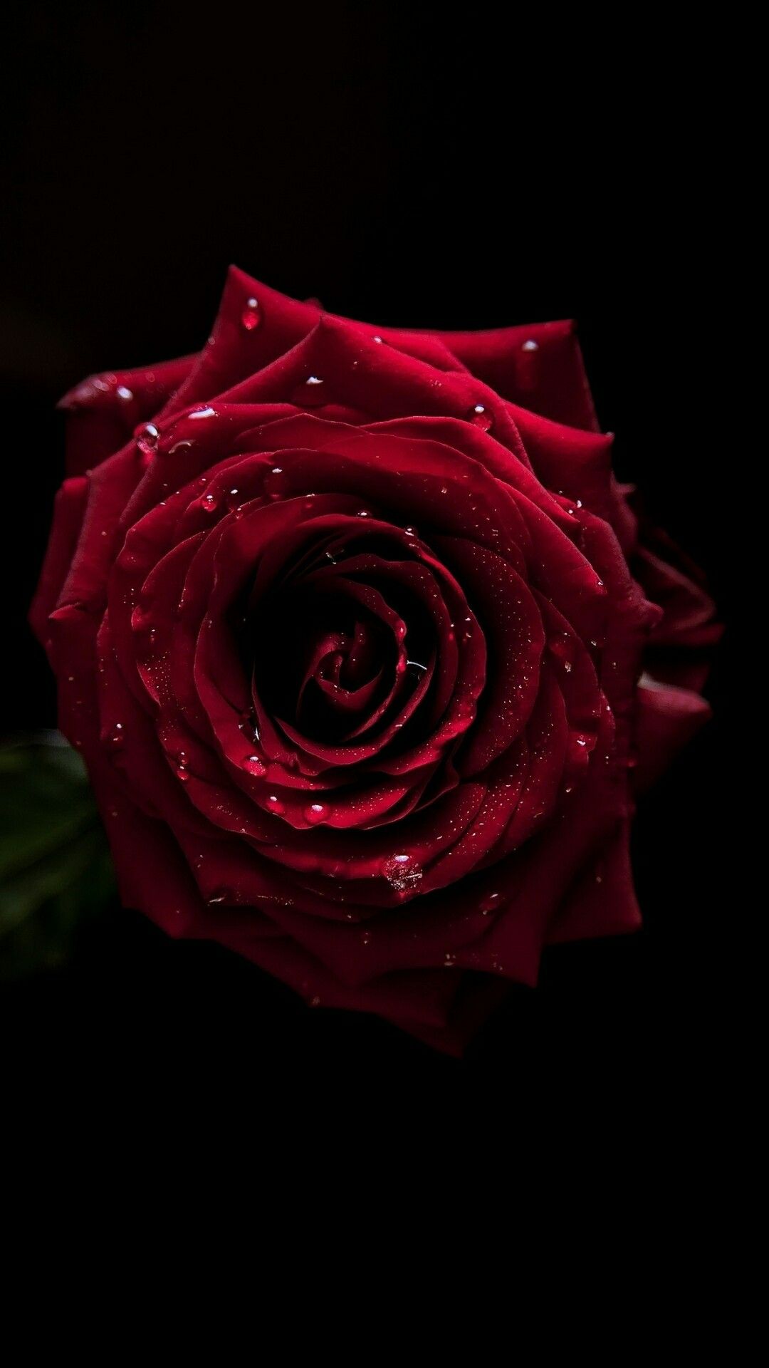 BEAUTIFUL Morning My LOVE Flowers black background Rose