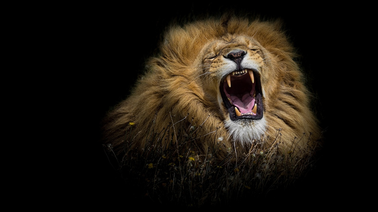 Picture Lions Canine Tooth Fangs Angry Animals Black Background