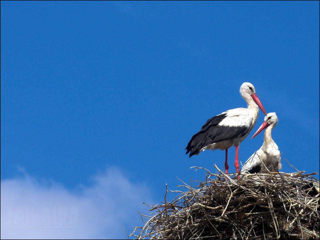 Explore The Collection Birds Storks White Stork
