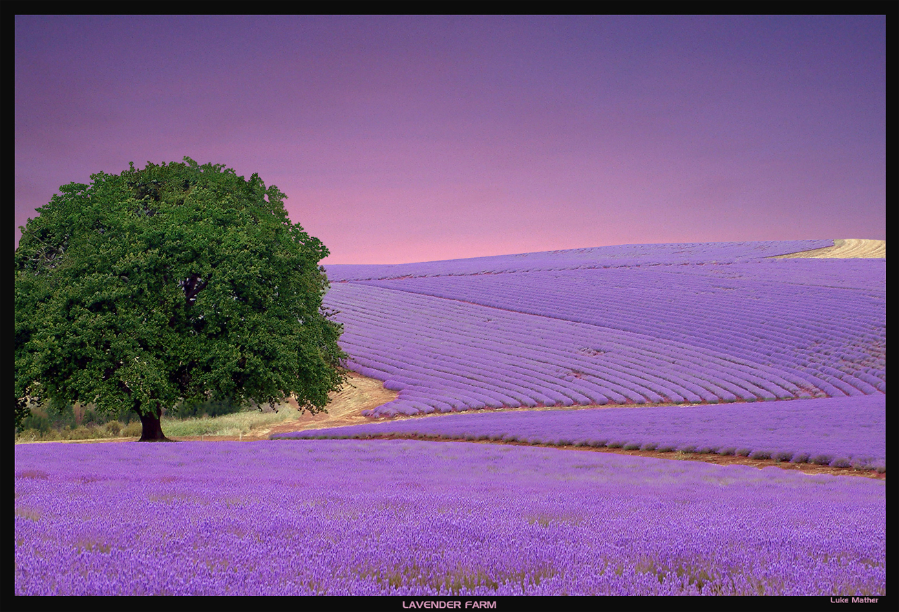 Lavender Color Wallpaper HD