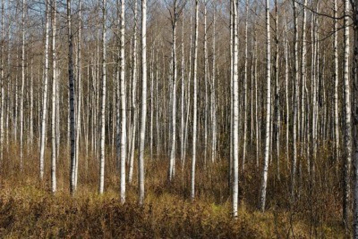 Birch Tree Wallpaper   Desktop Backgrounds