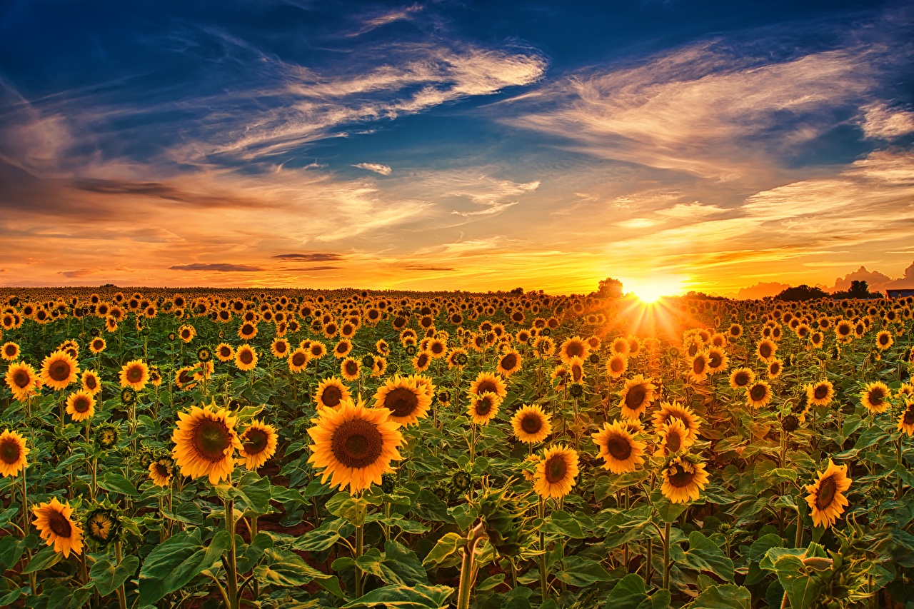 Desktop Wallpaper Sun Nature Sky Fields Flowers Sunflowers Sunrises