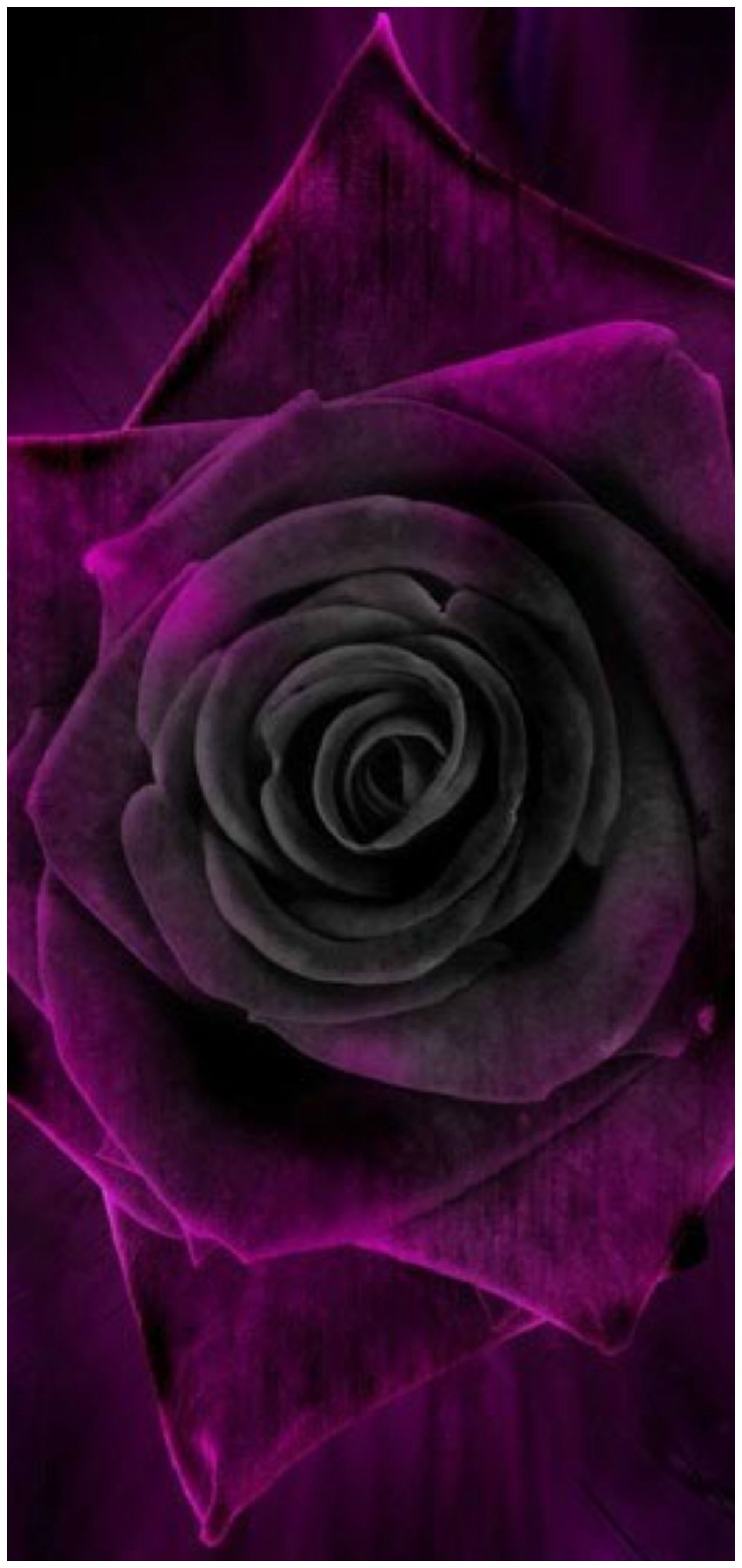 Tam S Boards On Velvety Purple Cottage Roses