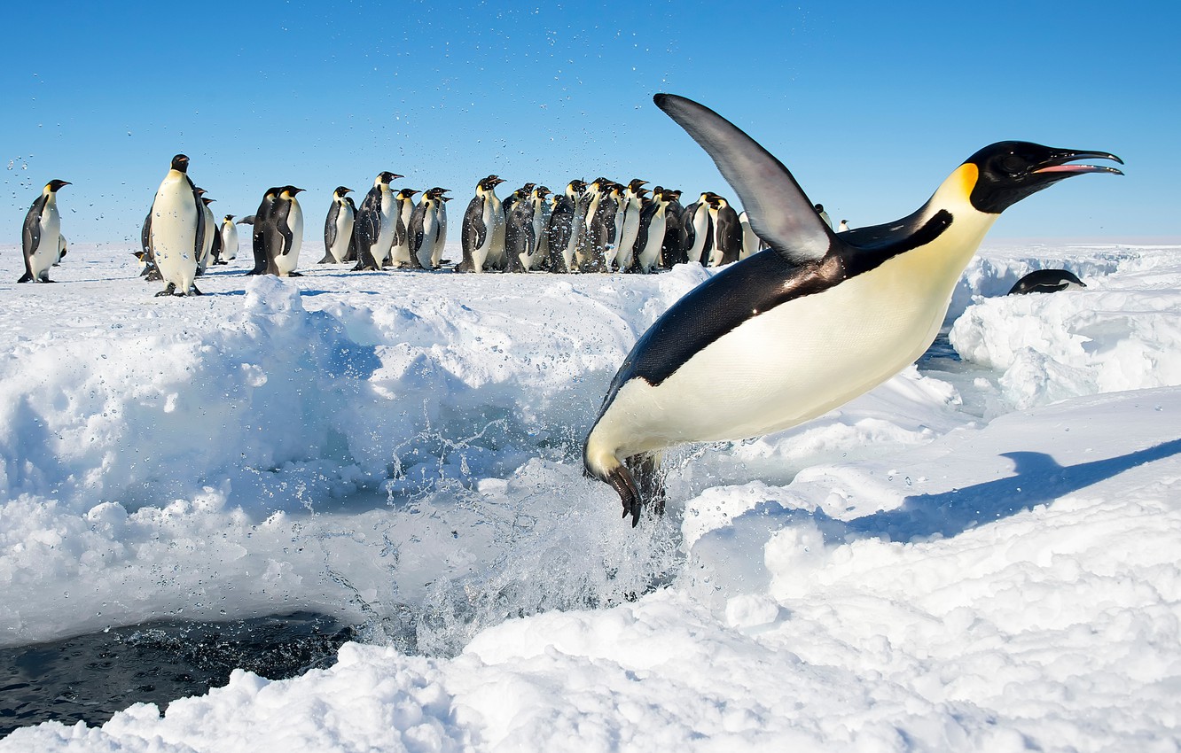 Wallpaper Snow Birds Jump Penguins Antarctica Emperor Penguin