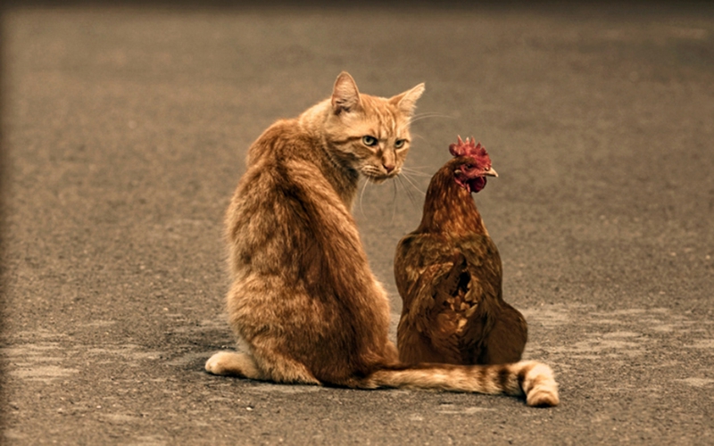 Animals Cats Cat And Chicken HD Desktop Wallpaper