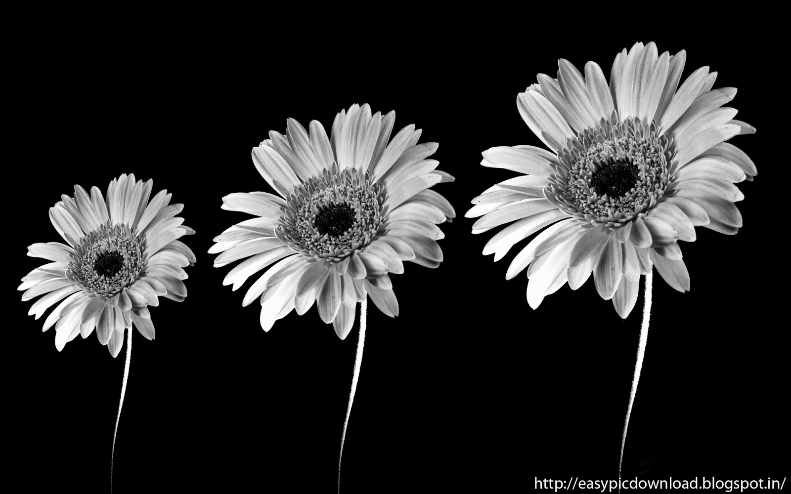 Black And White Sun Flower Wallpaper Easy Pic