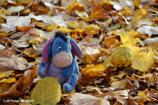 autumn eeyore i want leaves sad winnie the pooh