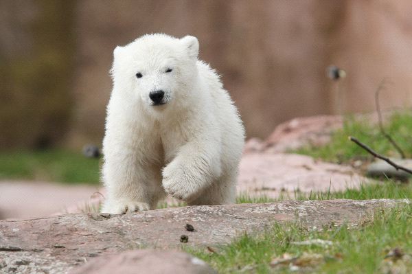Baby Polar Bear Facts And Information
