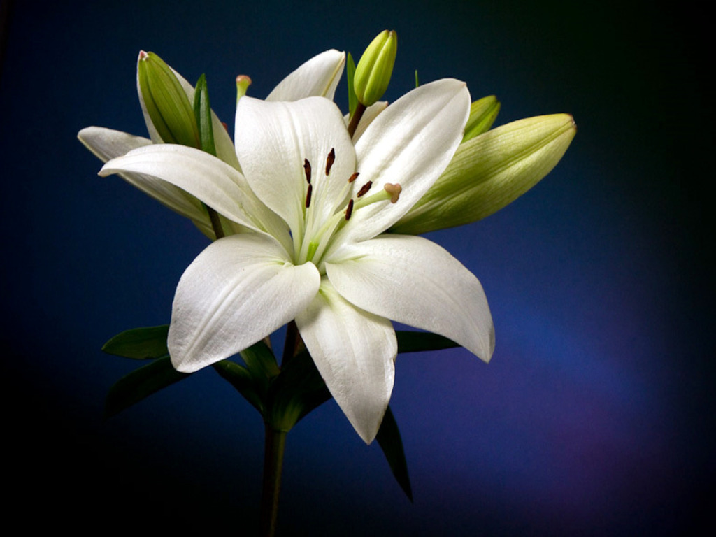 White Lily On Black Background Royalty Stock Image Image