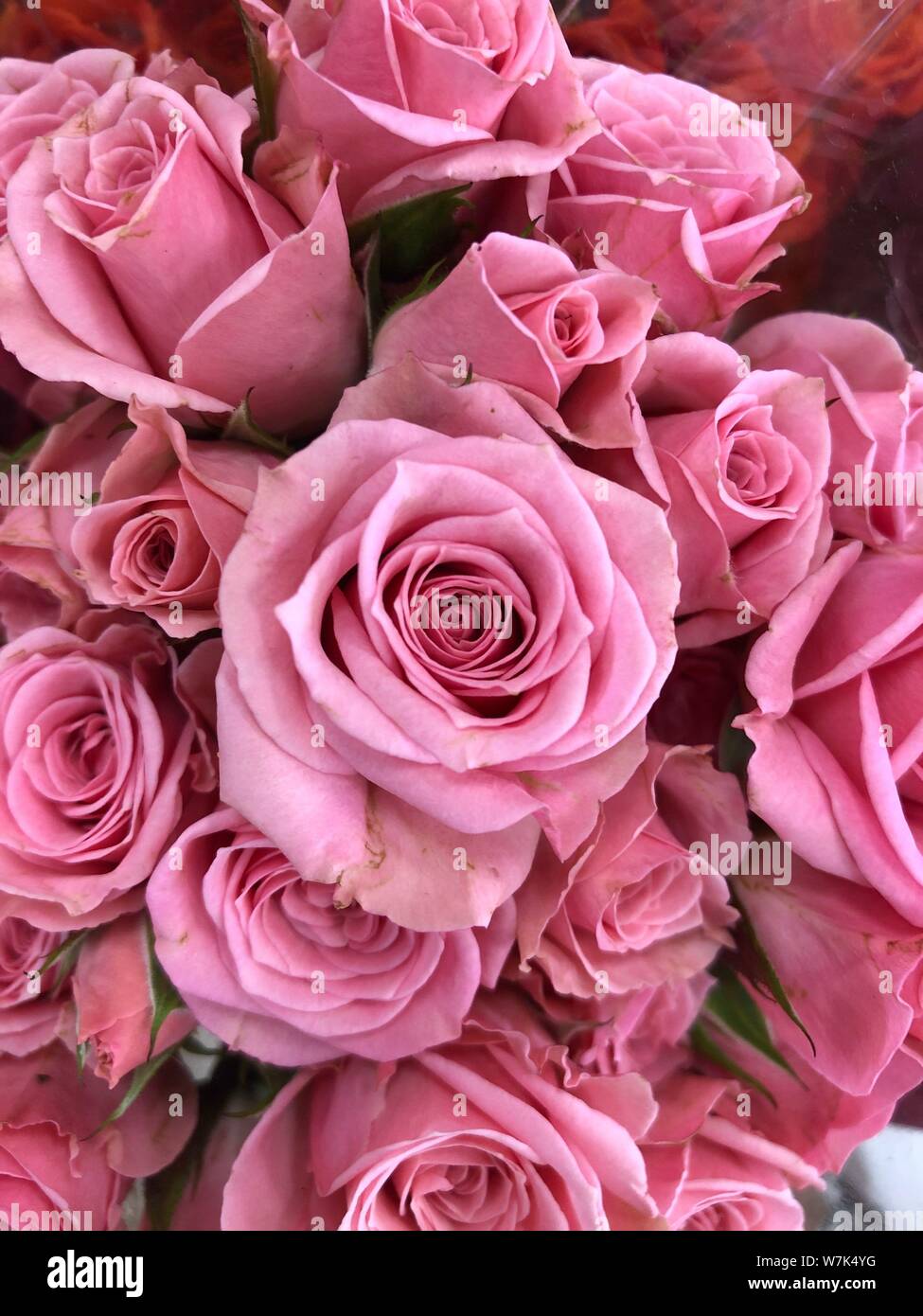 Pink Roses background beautiful flowers wallpaper crop image for