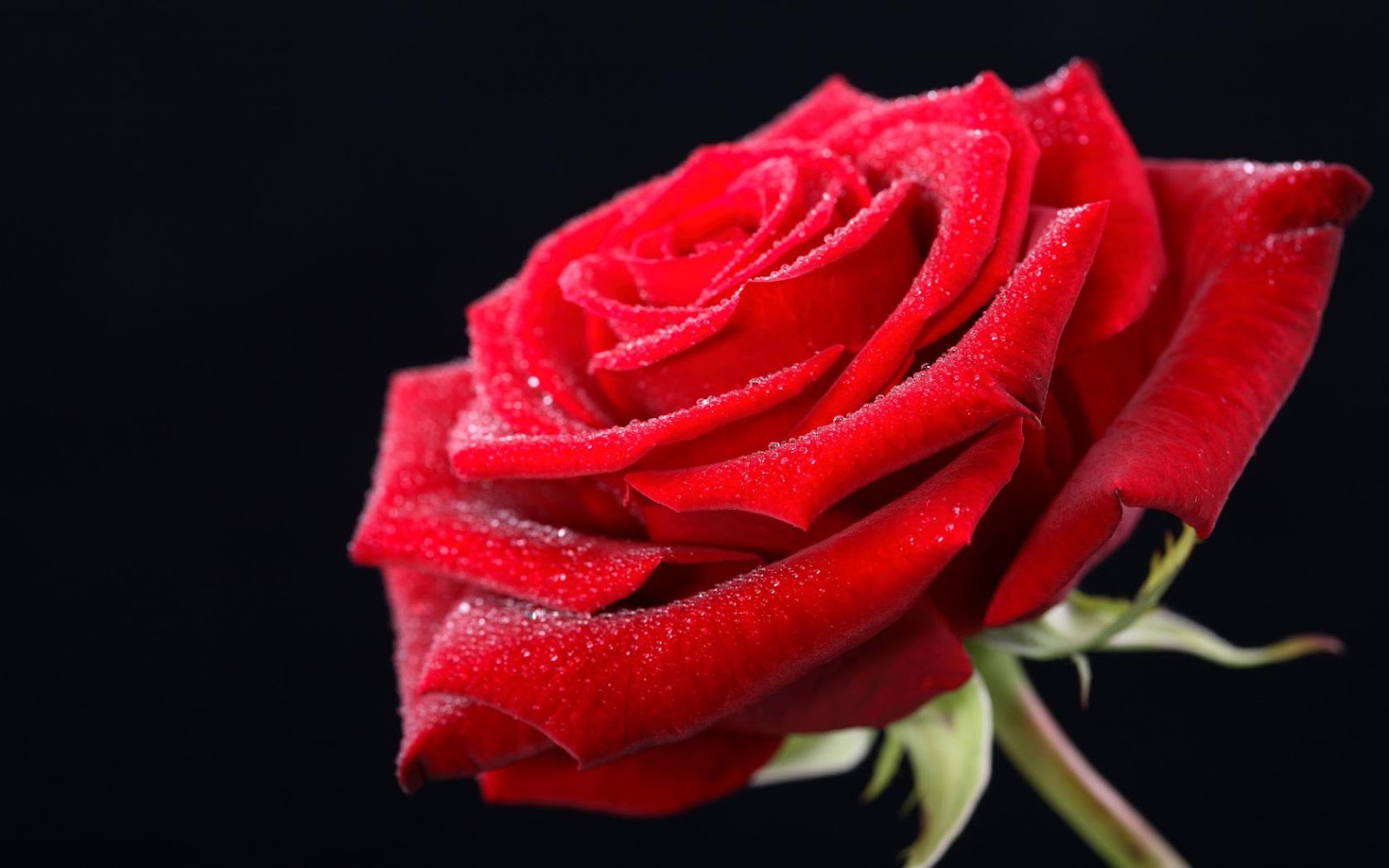 Red rose HD wallpaper as a gift on on valentines day 2016 1600x1000