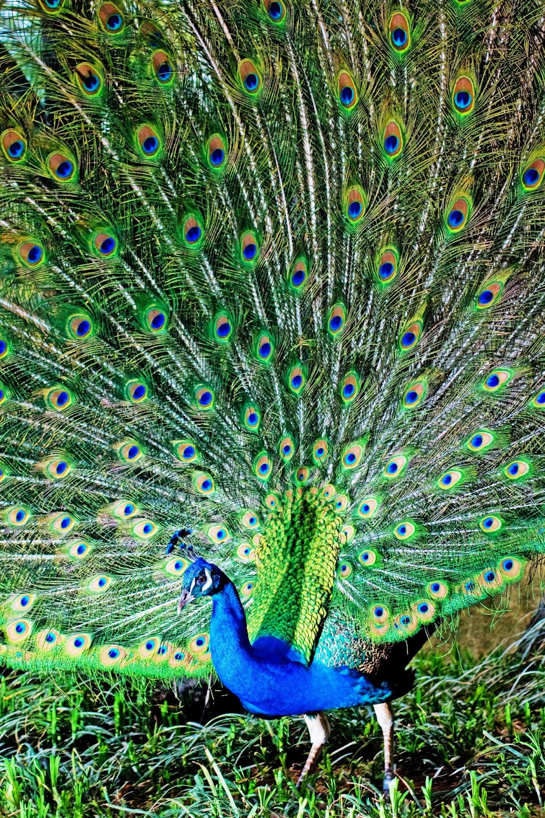 Nice Peacock Image Allfreshwallpaper