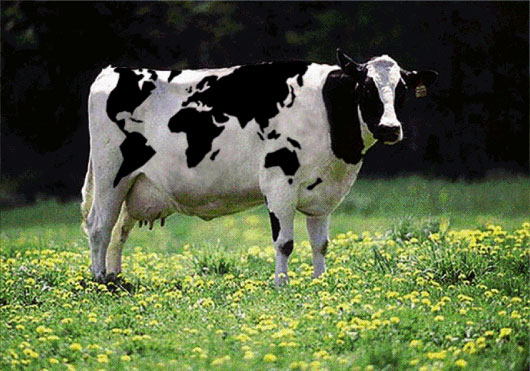 Indian Animals Cow New HD Image Photos
