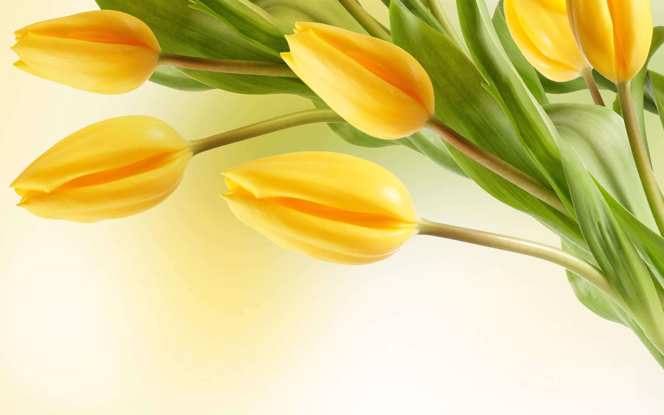 Yellow Tulip Flowers Wallpaper For Desktop Background Jpg