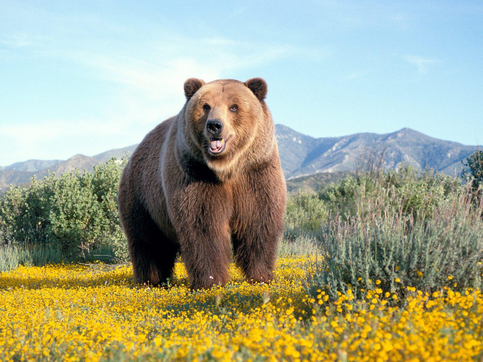 Top Desktop Bears Wallpaper HD Bear Huge Brown Jpg