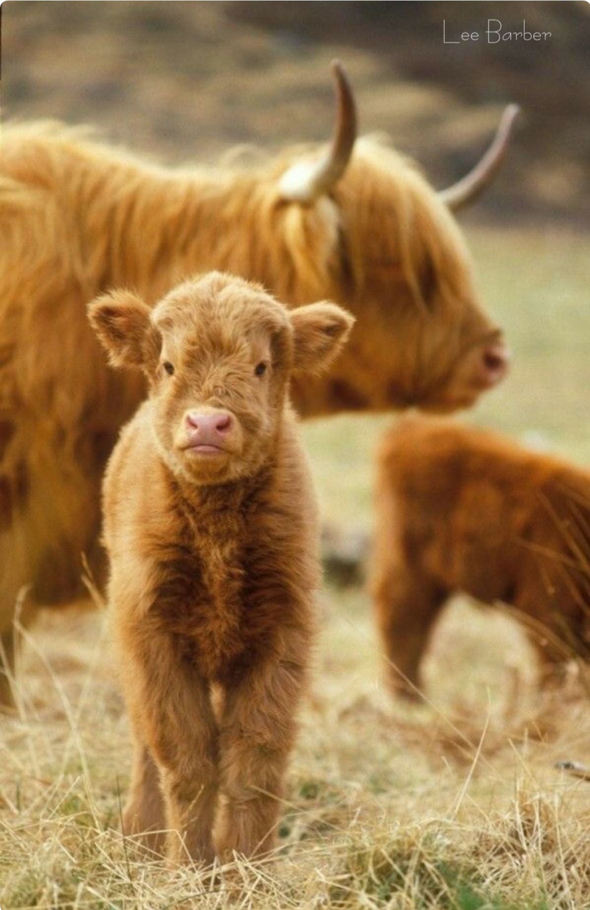 Highland Cattle Cute Little Calf With Mom In The Background