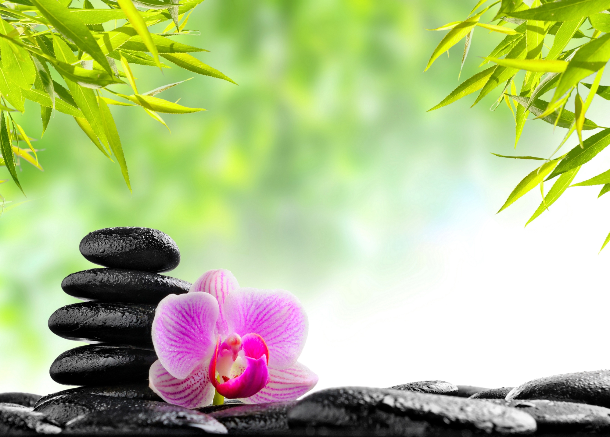 Zen Background The Mindfulness Meditation Institute