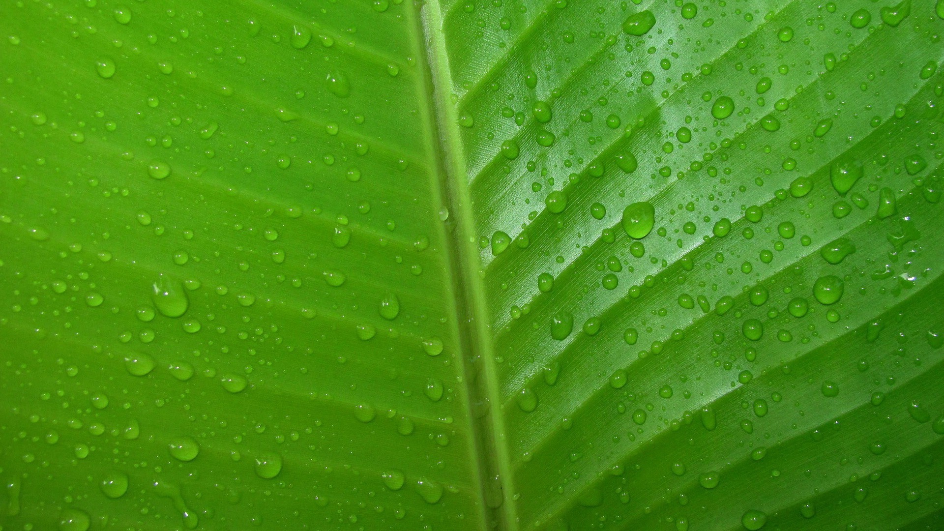 Green Leaves Wallpaper