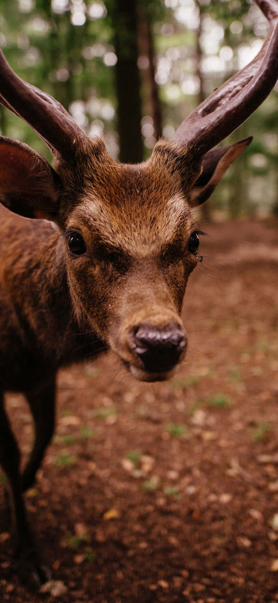 Animals iPhone Wallpaper