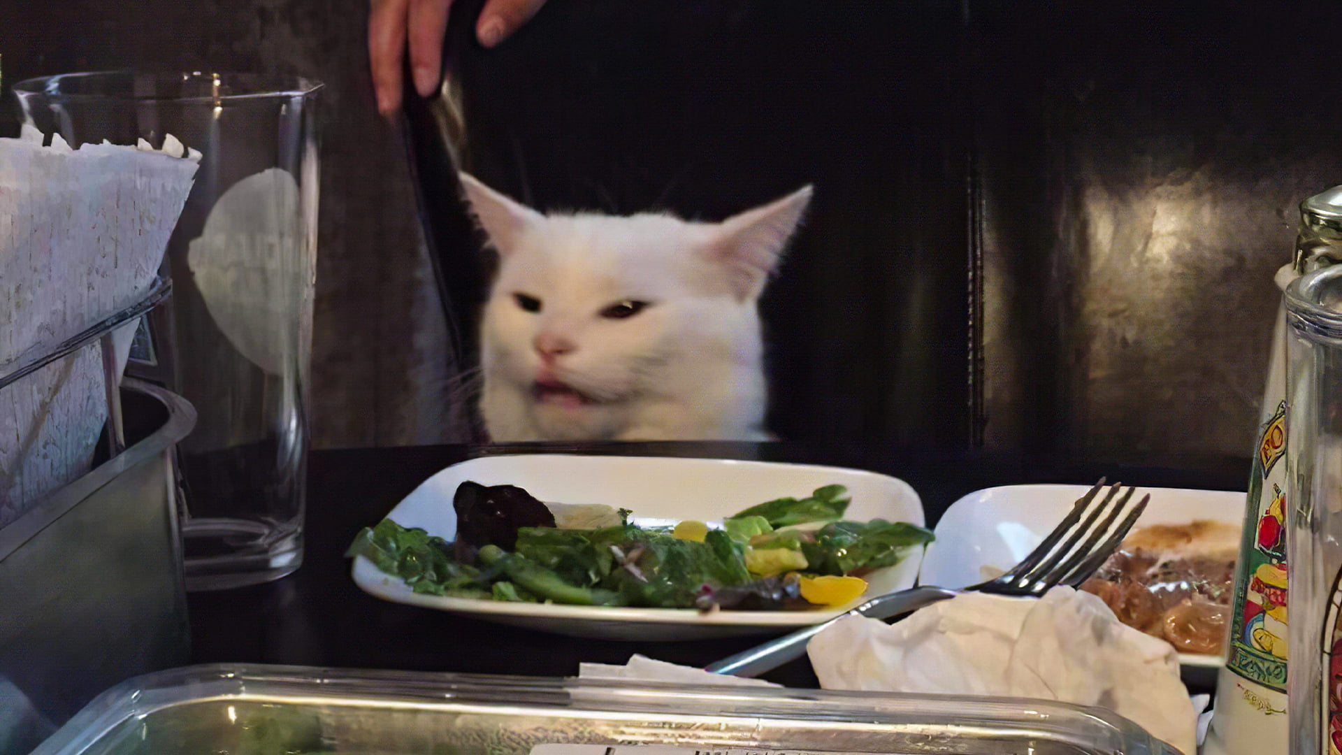 HD Cat Memes Wallpaper Off