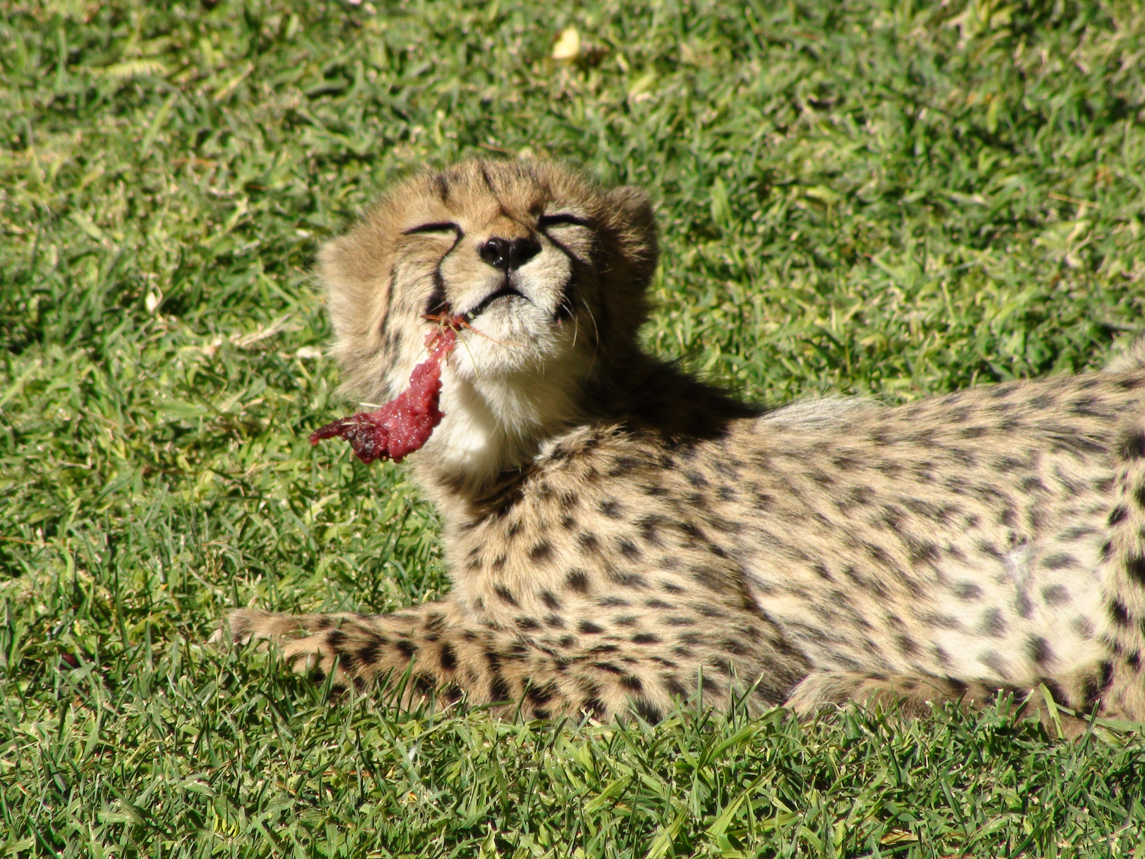 Baby Cheetah Eating Meat Wallpaper For