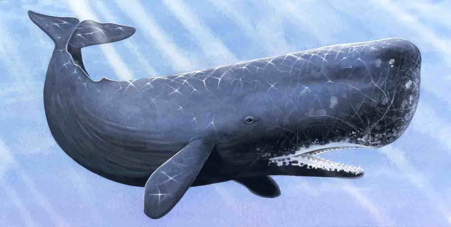Whales Wallpaper Desktop Sperm HD