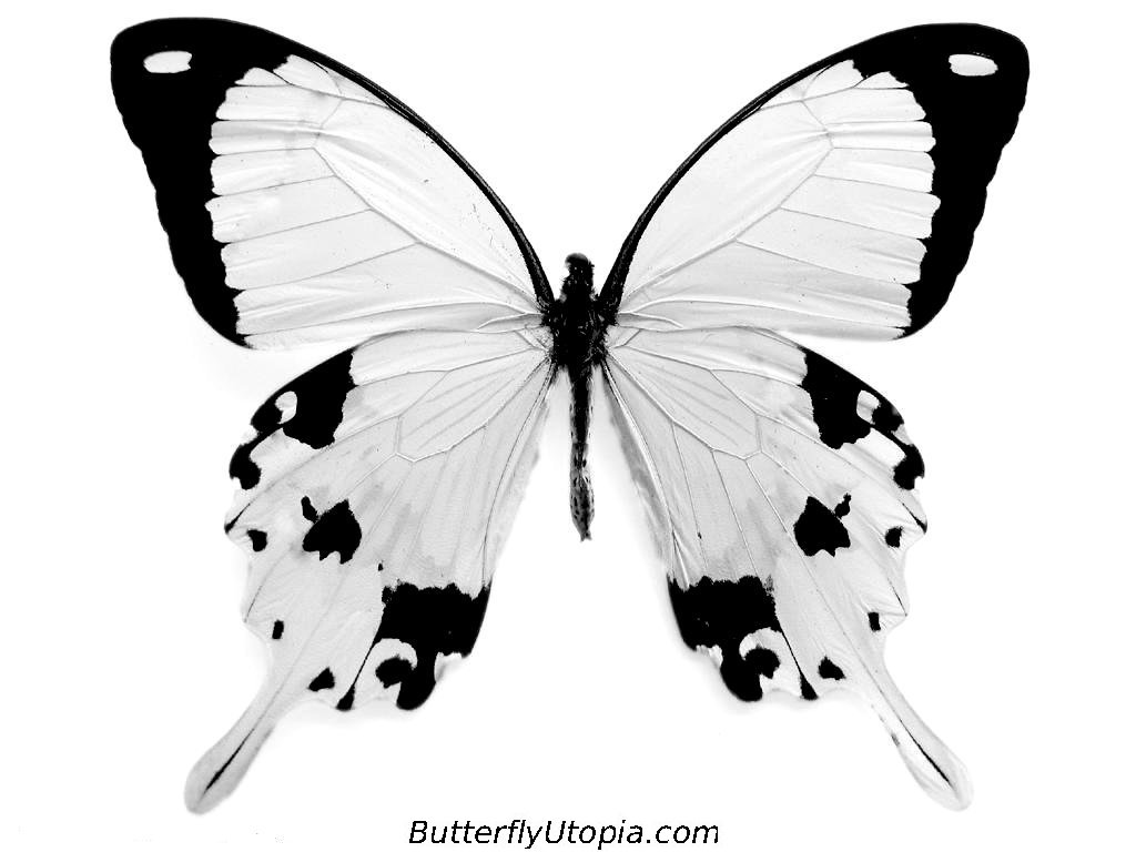 Wallpaper Corner White Black Butterfly Color Bination