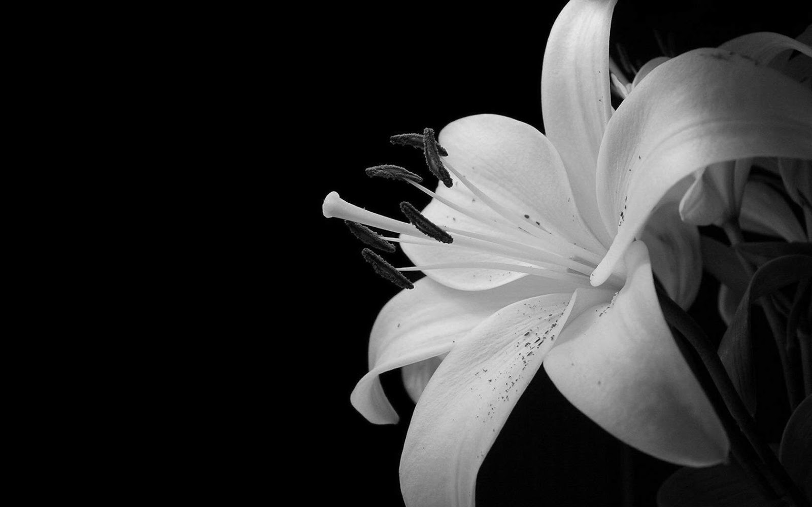 White Flower Background HD Wallpaper Background