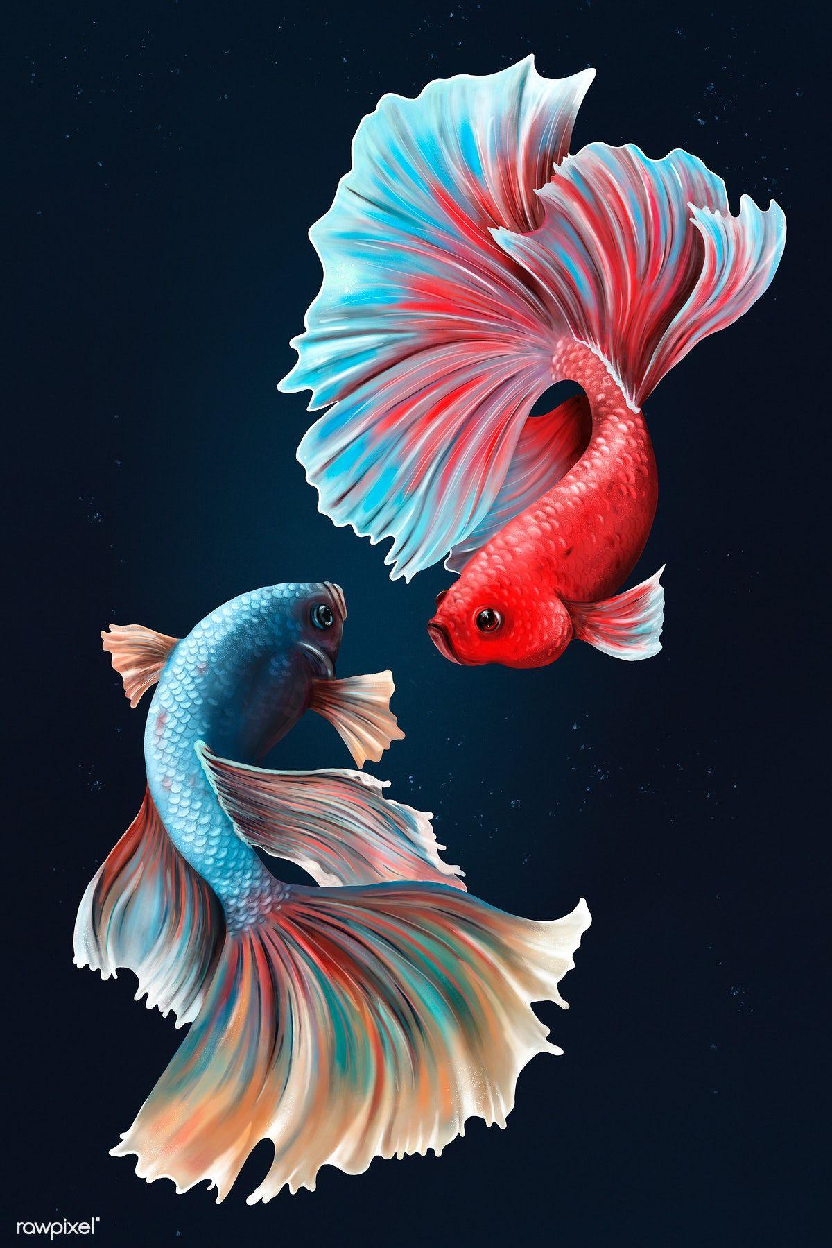 Betta Fishes On A Midnight Blue Background Design Resource