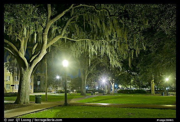 Night With Spanish Moss Hanging From Oak Trees Savannah Georgia Usa
