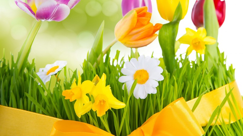 Real Flower Wallpaper
