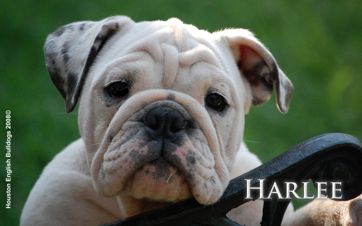 Available Puppies   Houston English Bulldogs