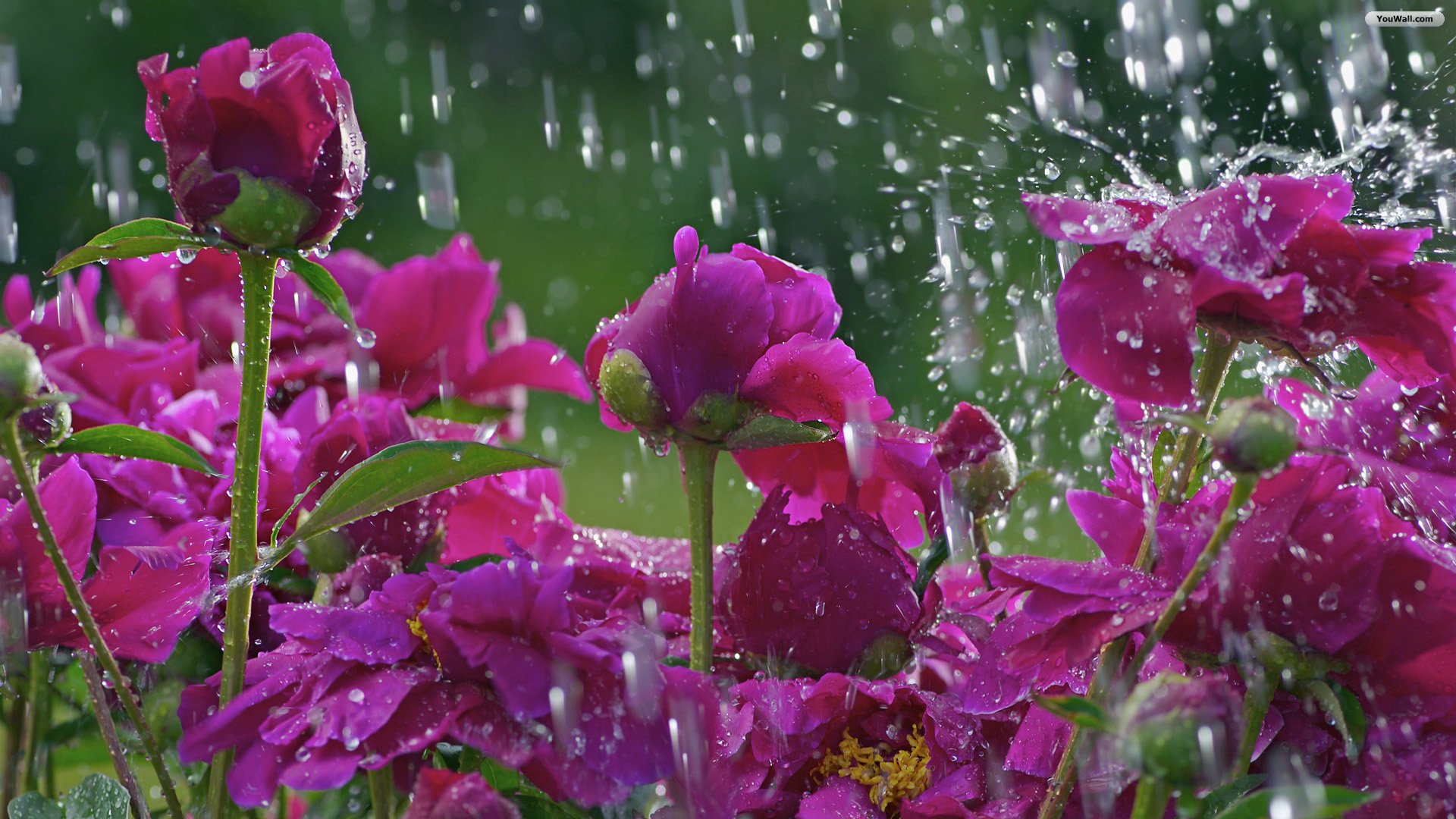 Spring Rain Desktop Wallpaper Wide Screen 1080p 2k 4k
