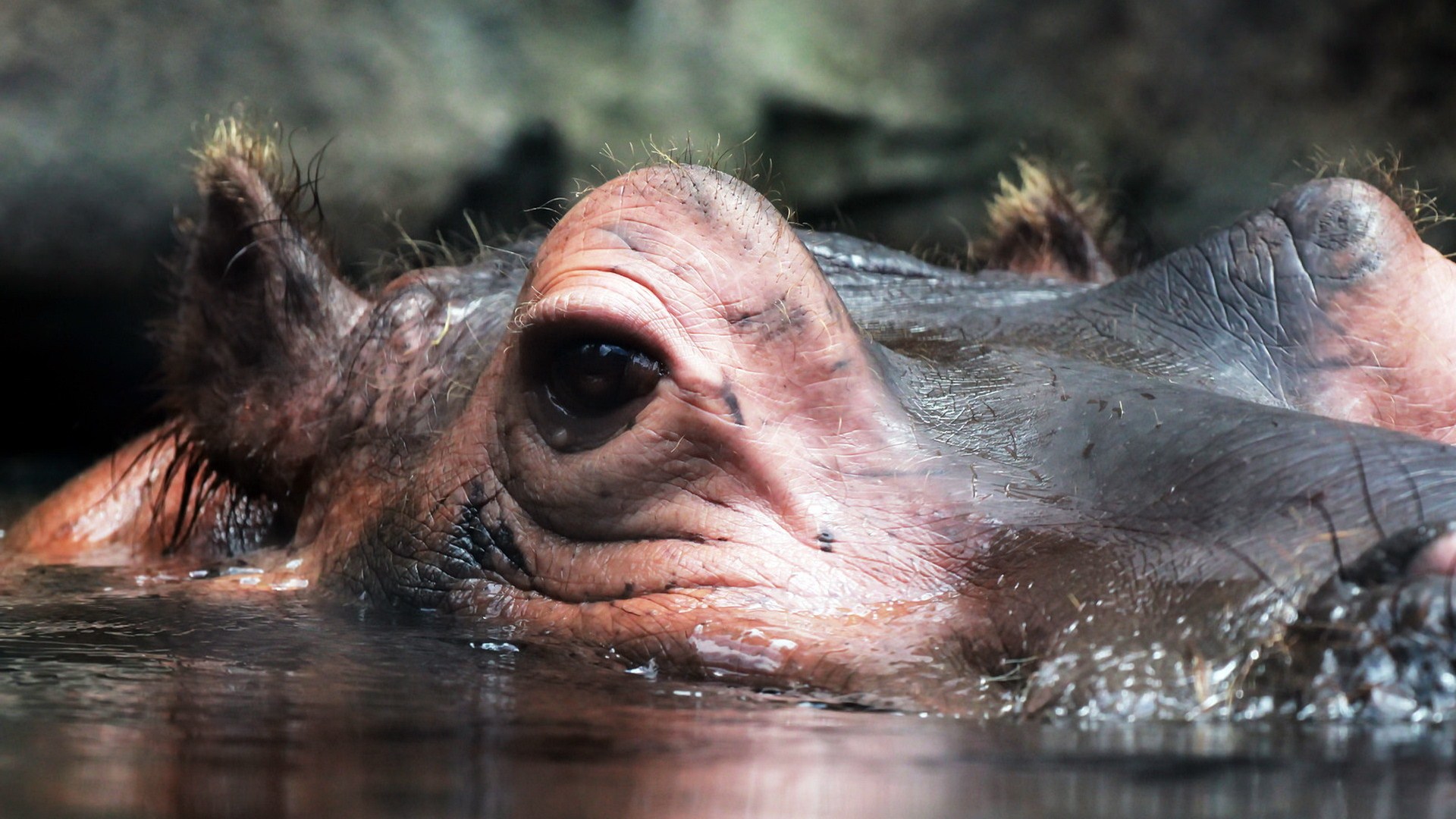 Hippopotamus Wallpaper Full HD
