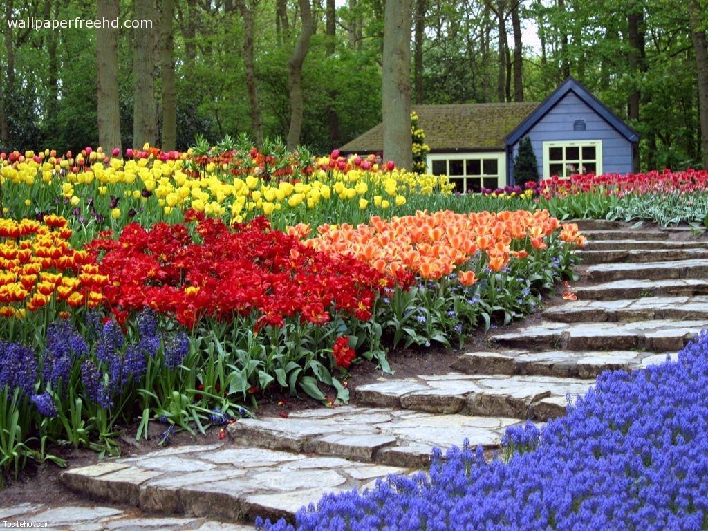 Flower Garden Wallpaper Colorful Tulips Image Size X