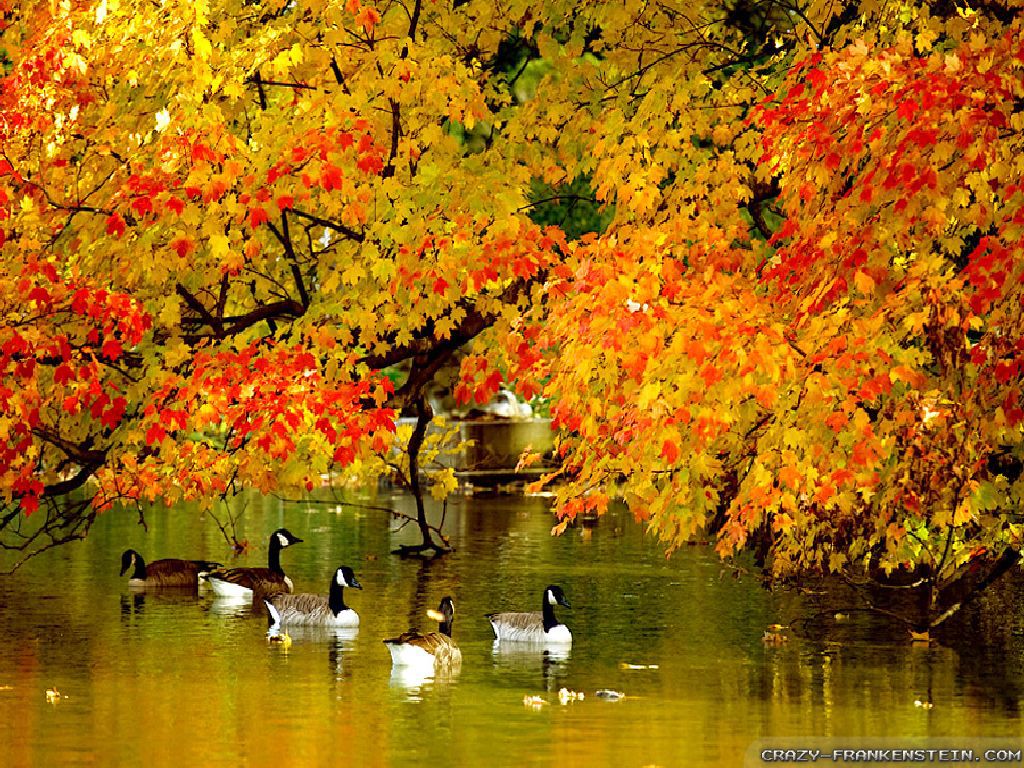 Wallpaper Autumn Beautiful Colors In New York