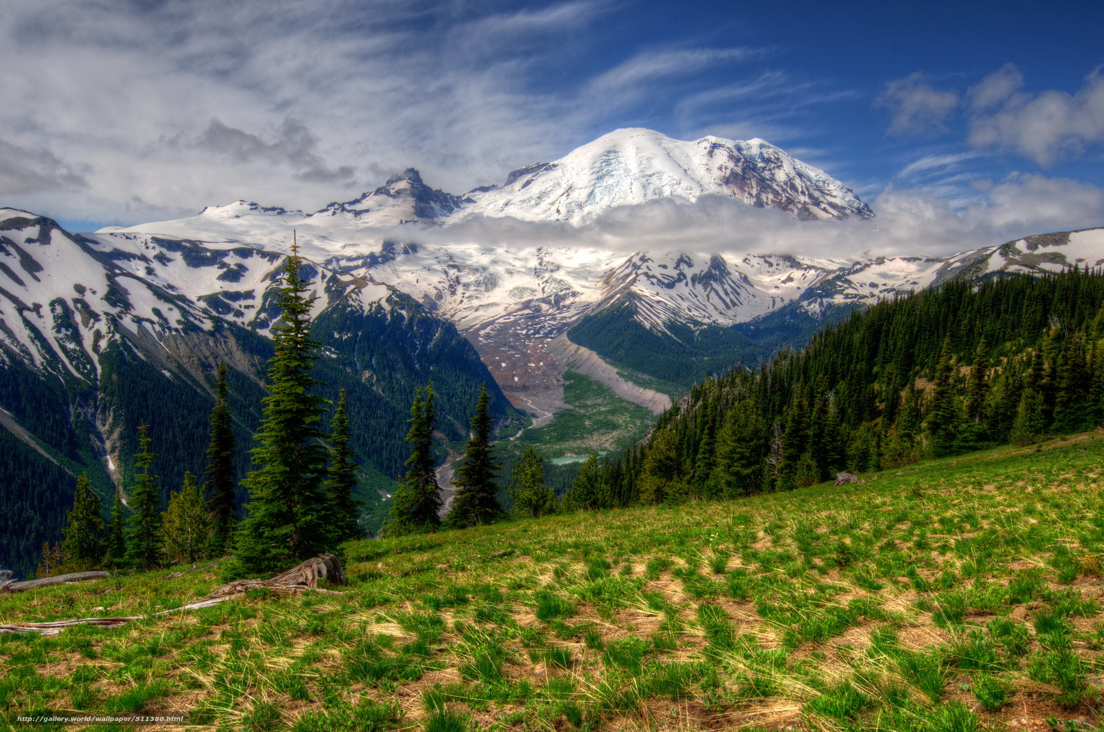 Mount Rainier Lovely Meadow