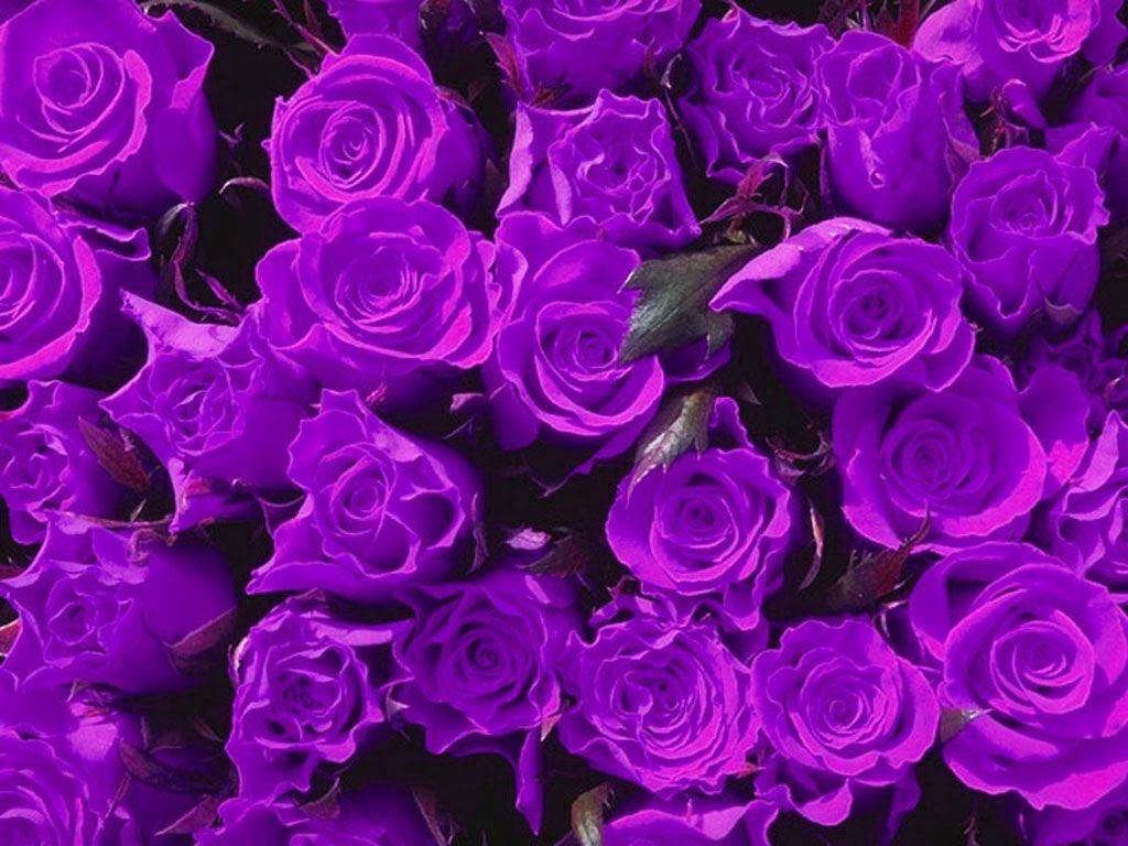 Purple Rose Wallpaper High Quality