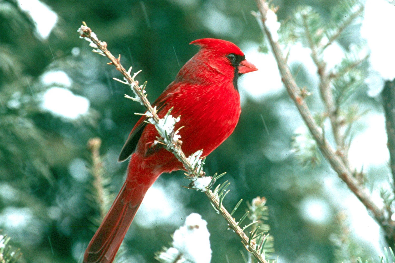 Northern Cardinal Christmas Wallpaper Birds