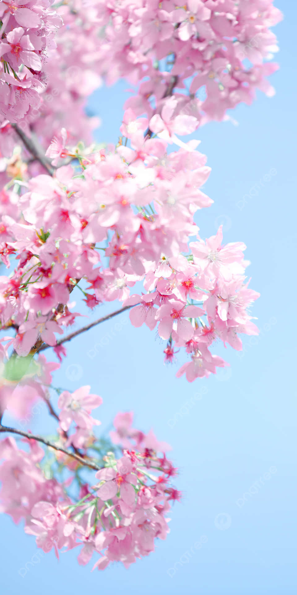 Pink Cherry Blossom Wallpaper