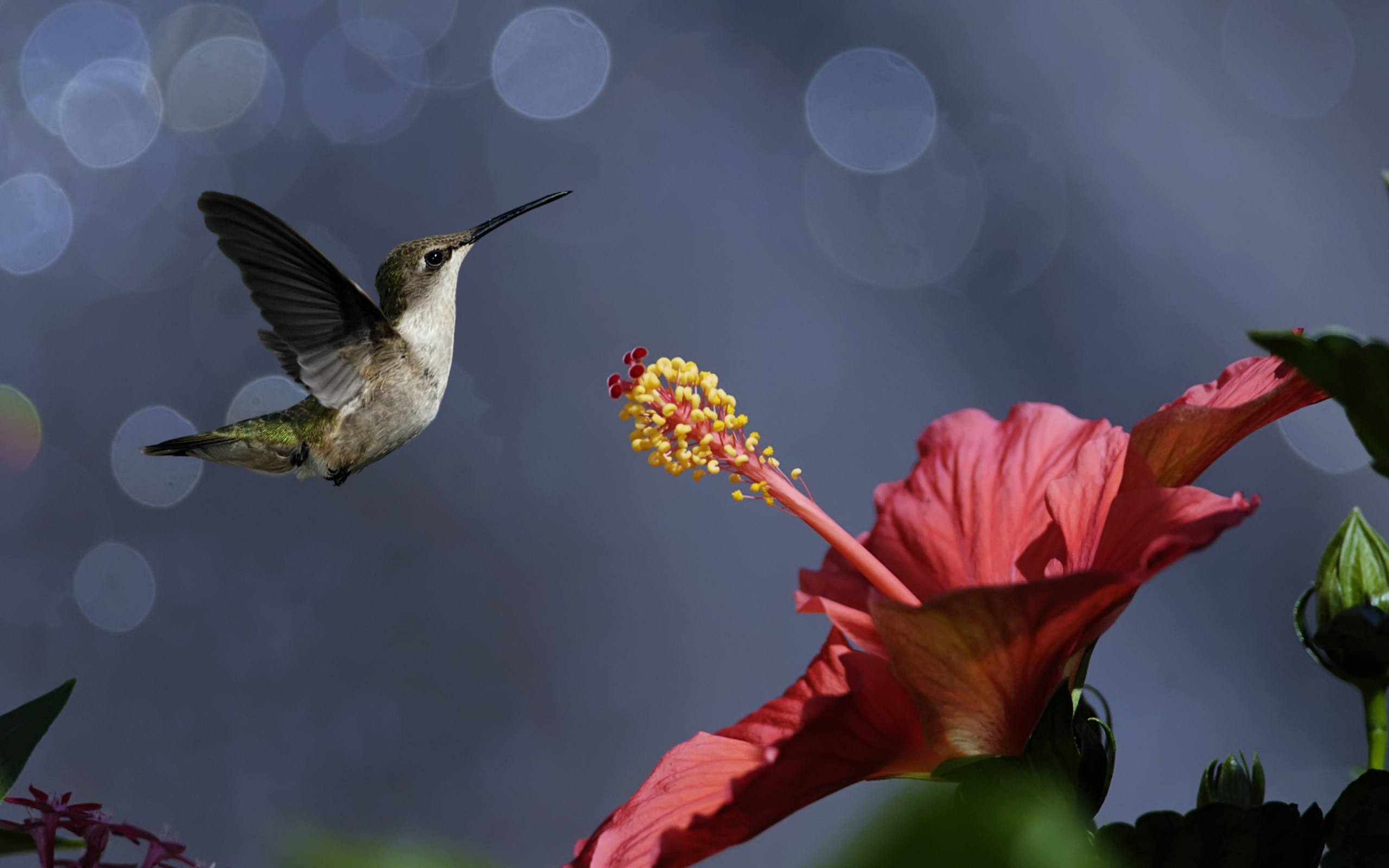nature birds bird hummingbird flower hibiscus bokeh